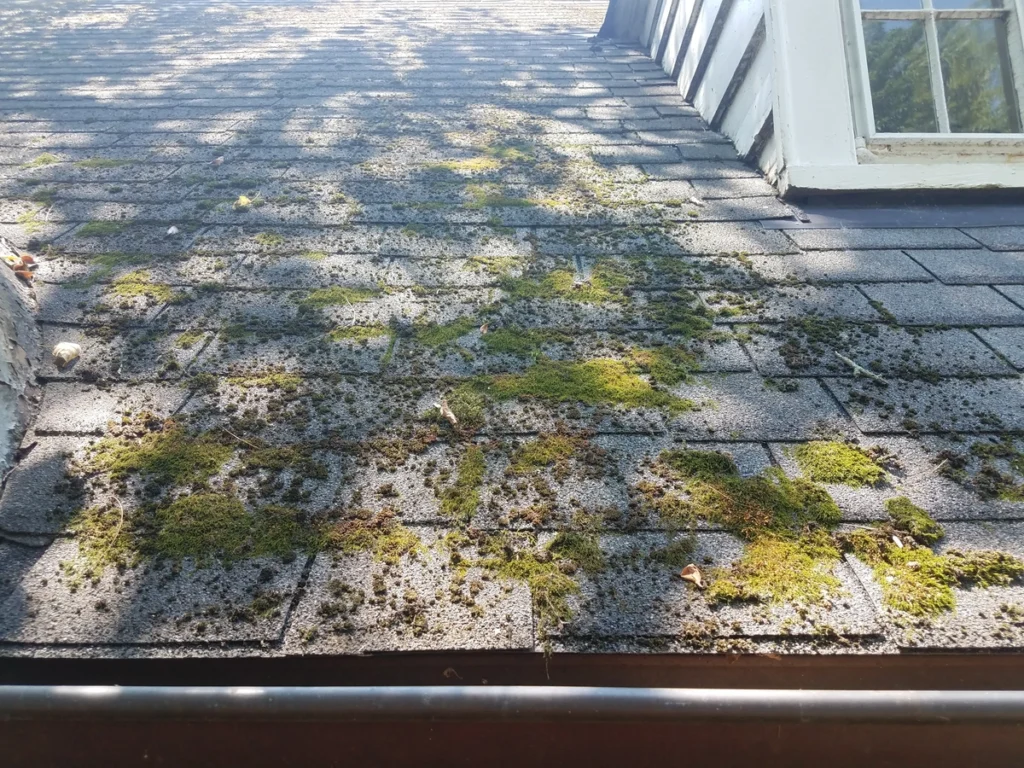 close up of florida rooftop showing signs of a roof leak with lots of moss and mold growth