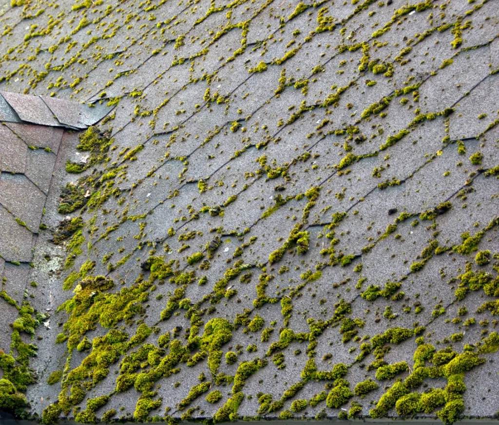 moisture on roof caused moss grow