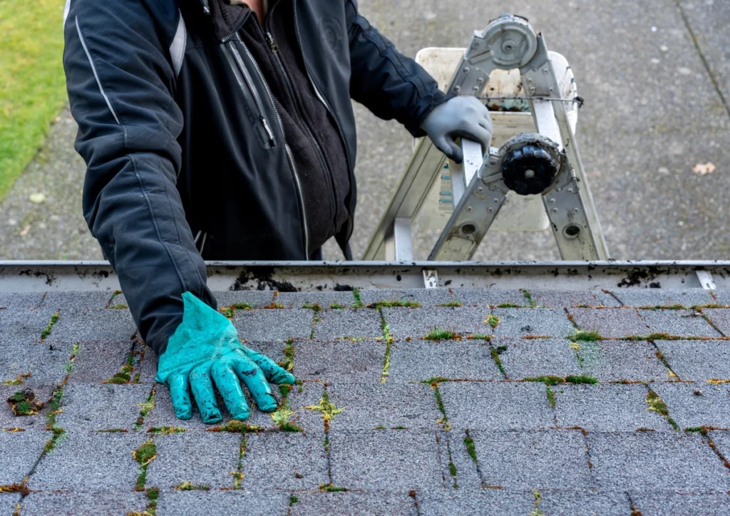 Roofer examines a roof with moss growing