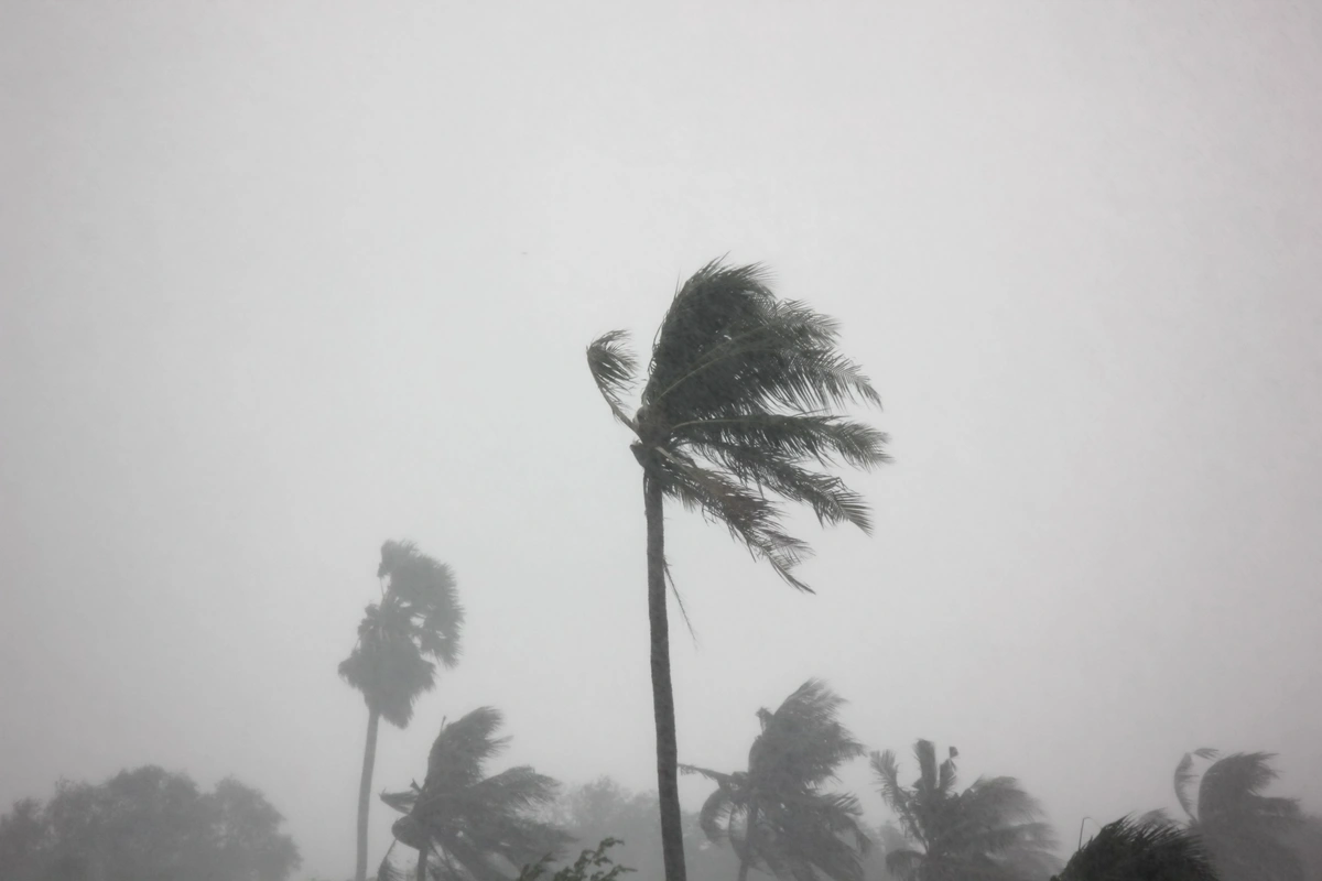 A palm tree blowing in a rain storm