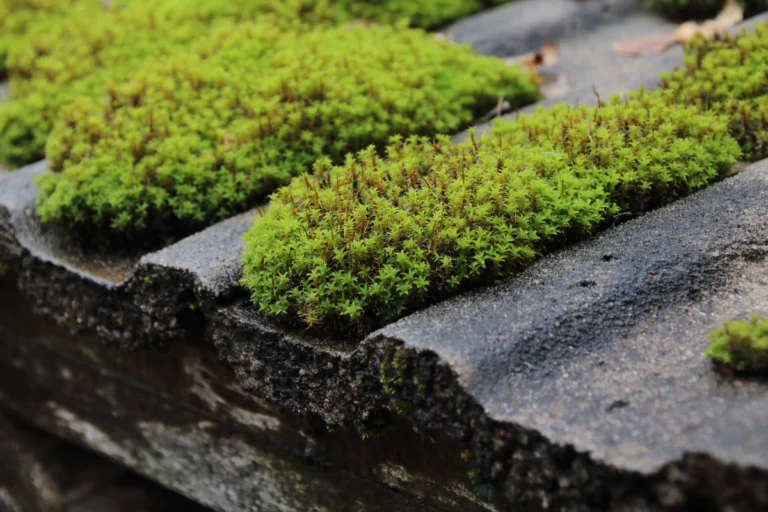 close up moss growth